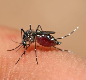 IMG-20230921-WA0218-300x277 *डेंगू व मलेरिया बीमारी की जानकारी ही बचाव है* *मुख्य चिकित्सा एवं स्वास्थ्य अधिकारी ने दी डेंगू बीमारी की जानकारी*