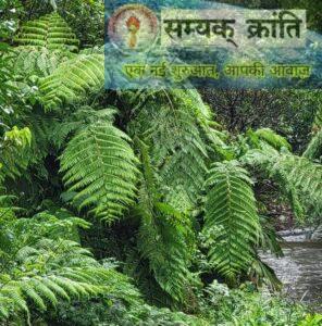 v-2-296x300 छत्तीसगढ़ के बचेली वन क्षेत्र में प्राचीन वनस्पतियों का जीवंत संग्रह