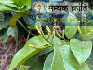 x-4-300x225 छत्तीसगढ़ के बचेली वन क्षेत्र में प्राचीन वनस्पतियों का जीवंत संग्रह