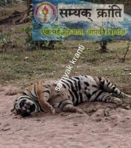 3-265x300 जहरखुरानी से हुई थी बाघ की मौत ...शव तीन दिन पुराना सबसे पहले सम्यक क्रांति ने जताया था जहरखुरानी का अंदेशा खबर पर लगी मुहर