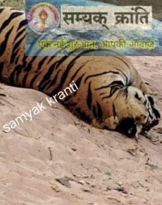 4-237x300 जहरखुरानी से हुई थी बाघ की मौत ...शव तीन दिन पुराना सबसे पहले सम्यक क्रांति ने जताया था जहरखुरानी का अंदेशा खबर पर लगी मुहर
