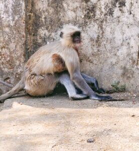 IMG-20250430-WA0031-277x300 घायल बंदर को पकड़ने और समुचित इलाज करने में नाकाम.. बंदर की मौत...सिस्टम का खोखलापन उजागर