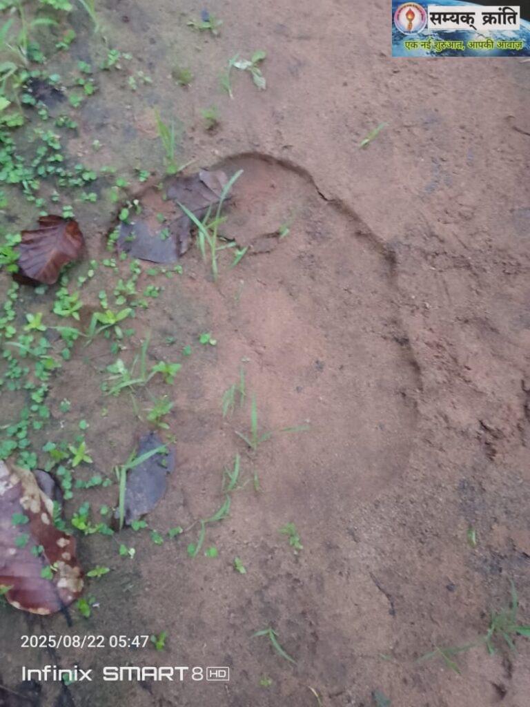 1-7-768x1024 वन परिक्षेत्र बहरासी के ग्राम पंचायत धोवाताल में जंगली हाथियों के द्वारा दो घर को तोड़ दिया गया