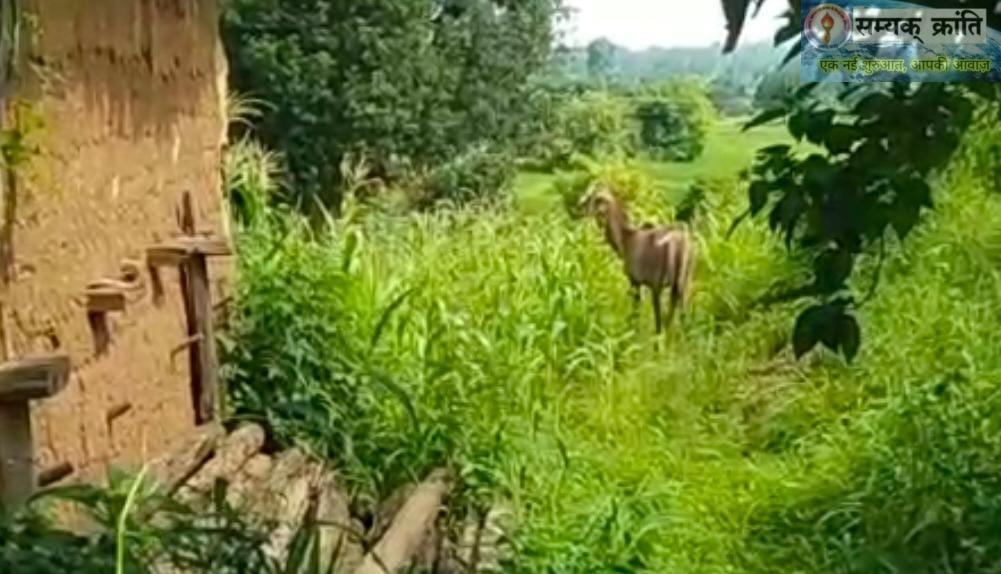 6-4 वन मंडल मनेंद्रगढ़ के वन परिक्षेत्र कुंवारपुर में चीतल की हुई दर्दनाक मौत: आवारा कुत्तों के हमले के बाद सेप्टीक टैंक में गिरकर हुई मौत