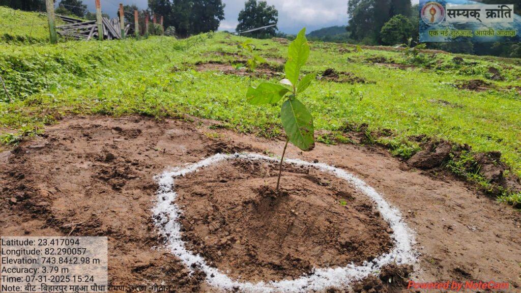 7-1024x576 पूर्ववर्ती सरकार के द्वरा खाली-बंजर पड़े गोठानों में शुरू हुआ महुआ बचाओ अभियान