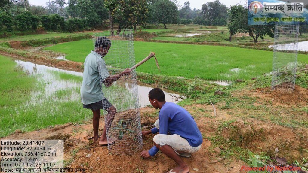 9-1024x576 पूर्ववर्ती सरकार के द्वरा खाली-बंजर पड़े गोठानों में शुरू हुआ महुआ बचाओ अभियान