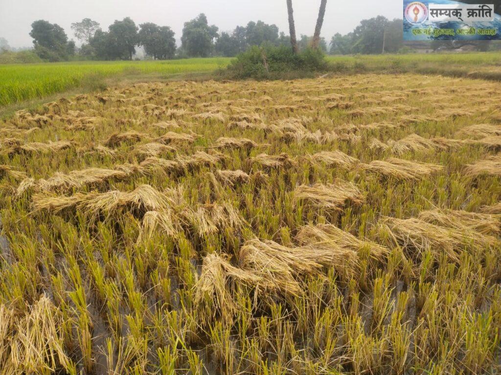 1-5-1024x768 अन्नदाता चिंतित: बेमौसम बारिश ने बढ़ाई अन्नदाताओं की मुसीबत,बर्बाद साल भर की मेहनत, फसल कहीं सड़े कहीं अंकुरण