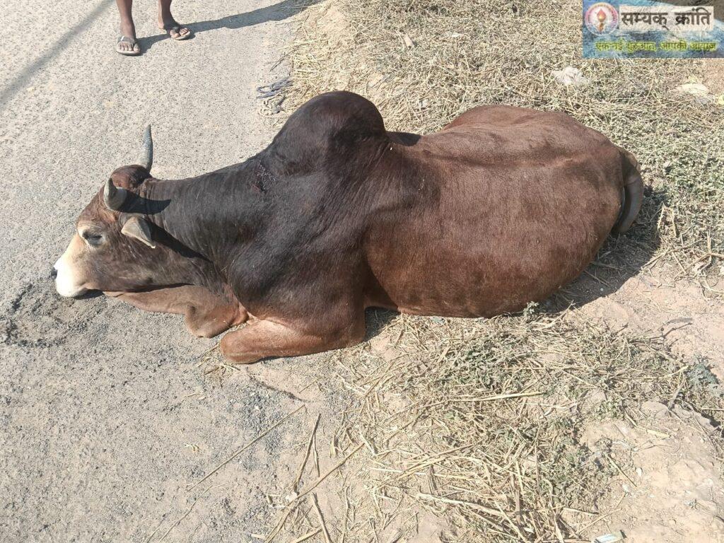 4-1-1024x768 बैकुण्ठपुर: गौवंश पर क्रूरता का मामला, राष्ट्रीय गौ रक्षा वाहिनी ने की सख्त कार्रवाई की मांग