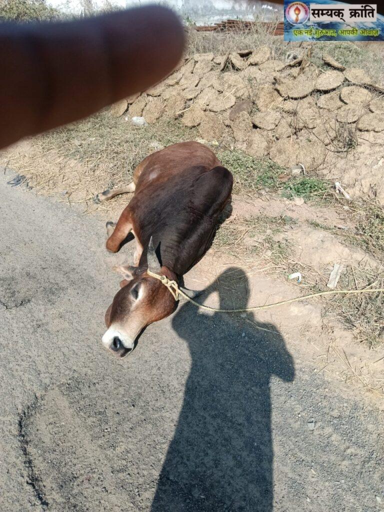 5-768x1024 बैकुण्ठपुर: गौवंश पर क्रूरता का मामला, राष्ट्रीय गौ रक्षा वाहिनी ने की सख्त कार्रवाई की मांग