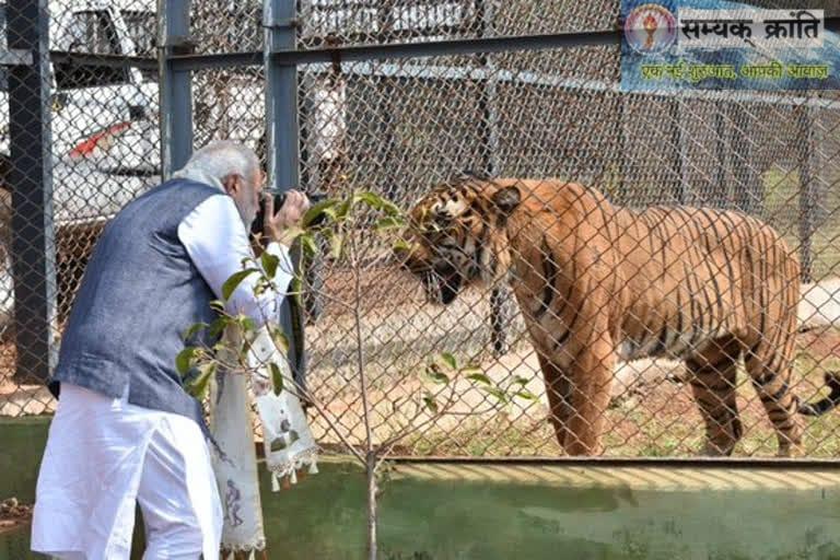 bag-1 प्रकृति और वन्यजीव संरक्षण का अनूठा संगम है नंदनवन जंगल सफारी