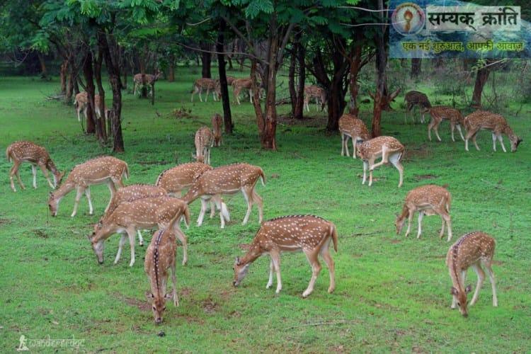 h4-2 प्रकृति और वन्यजीव संरक्षण का अनूठा संगम है नंदनवन जंगल सफारी